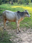 Zeebu miniature Bramas