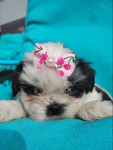 Shih tzu puppies ready to go