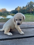 Gorgeous Yellow English Labrador Females