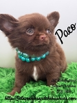 Stunning AKC Applehead Longcoat Male Chihuahuas