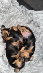 Mini dachshund puppies for rehoming