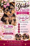 Female Yorkie Puppy Available
