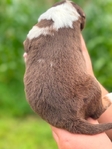 Australian shepherd’s