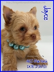 Stunning AKC Male Yorkies
