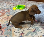 CKC MINI DACHSHUND FEMALE