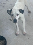 FEMALE PET DOG