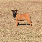 AKC Working Belgian Malinois Pups