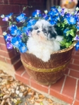 Shihpoo Female Blue Merle Shihtzu & toy poodle mix.