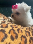 ExTra - Tiny Baby-Doll Face Maltese