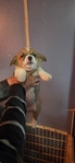 Pembroke Welsh Corgi Puppies