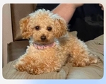 STUD TOY POODLE