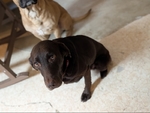 Urgent rehoming needed just found out kid is allergic!!