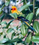 Sun conure