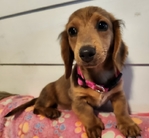 Price Negotiable Mini Dachshunds