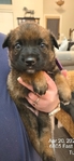 AKC REGISTERED WORKING BELGIAN MALINOIS PUPS