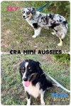 ASDR mini Aussies