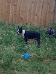 CKC Female Boston Terrier