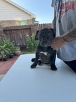 ABKC XL American Bully