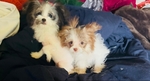 Pomapoo puppies 2 tiny female sisters