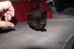 ragdoll kittens for sale