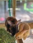 Rabbits for sale