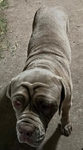 3-Year-Old Purebred Neapolitan Mastiff Female For Sale