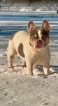Gorgeous AKC Registered French Bulldog