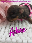 AKC Chocolate & Tan Female Yorkies