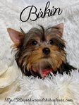 AKC Micro Female Traditional and Chocolate & Tan Yorkies