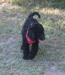 Goldendoodle Puppies