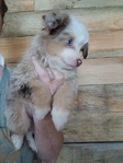 Toy/mini Aussie