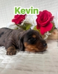 Mini dachshunds