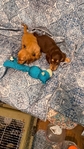 Beautiful Mini Dachshund Puppies