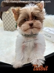 AKC Micro Male Chocolate Parti Yorkies