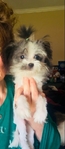 Pomapoo puppies 2 tiny female sisters