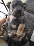 XL Bullies