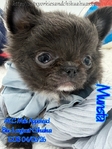 AKC Beautiful Blue Male Applehead Longcoat Chihuahua