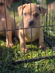 XL Bully Pups