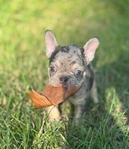 Loveable Frenchie