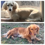 Long hair Dachshunds