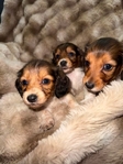 Mini Longhair Dachshunds
