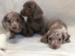 AKC Dachshund Puppies