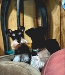 Minature Schnauzers