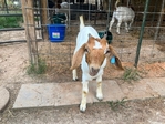 Boer goats. Reduced price