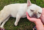 Female french bulldog