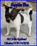 AKC Long and Smooth Coat Chihuahuas