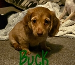 Long-haired mini dachshund