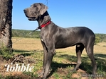 Solid Black Male Great Dane Puppy