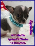 Fathers Day AKC Smooth & Longcoat Male Chihuahuas
