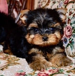 AKC Yorkie Puppies